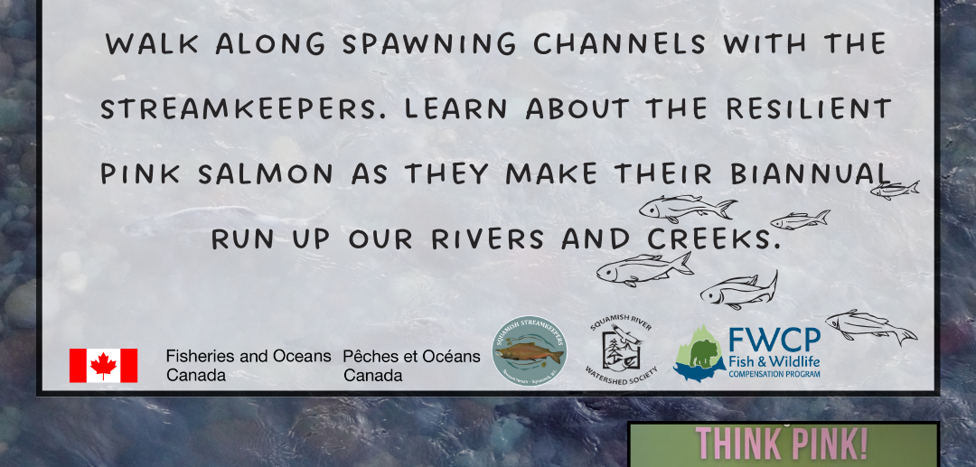 Salmon Walk with the Streamkeepers and SRWS