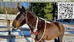 Second Chance Cheekye Ranch Online Silent Auction- 12 Days of Giving
