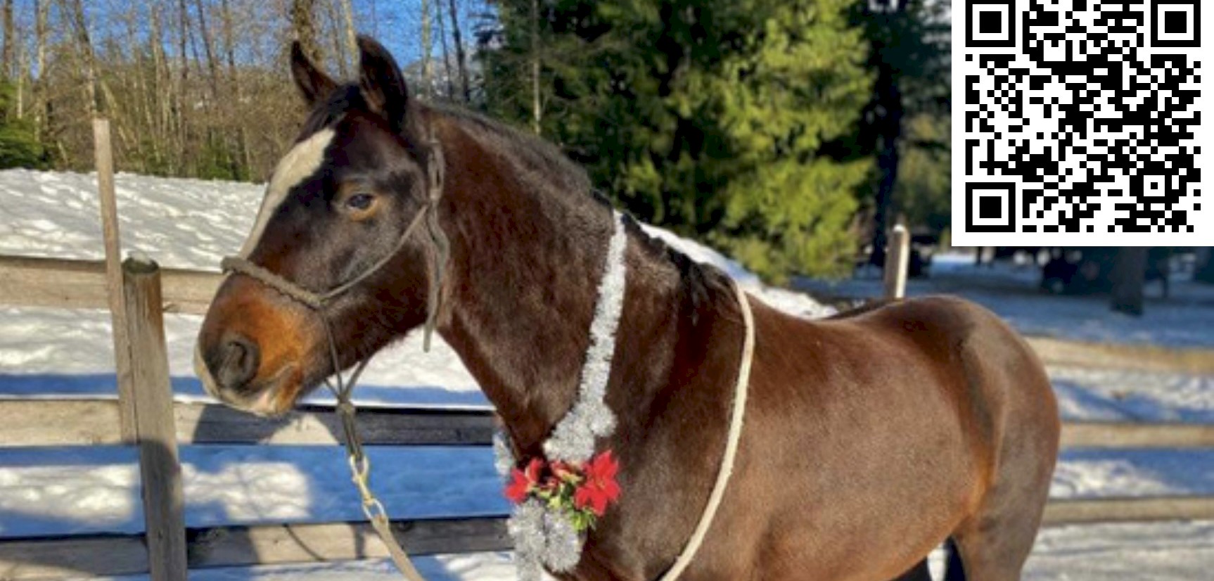 Second Chance Cheekye Ranch Online Silent Auction- 12 Days of Giving