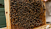 Honey Tour Experience