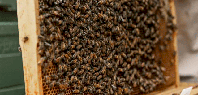 Honey Tour Experience