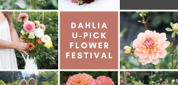 U-Pick Flower Festival