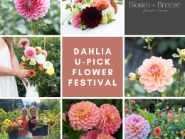 U-Pick Flower Festival