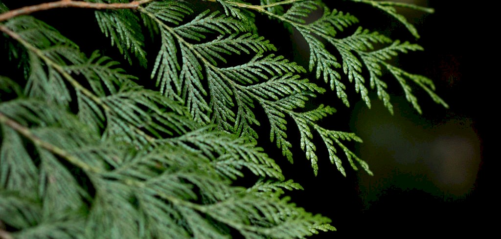 *Autumn Exhale* mixed modality mini retreat at AIKA