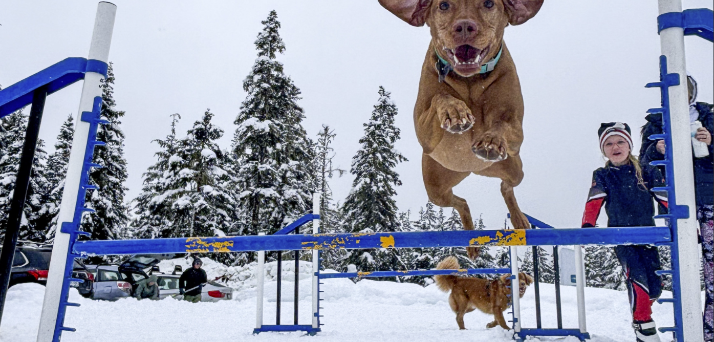 Dog Day WAG Fundraiser at Whistler Olympic Park
