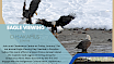 Cheakamus Centre Winter Eagle Viewing
