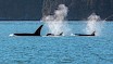 Whales in the Howe Sound