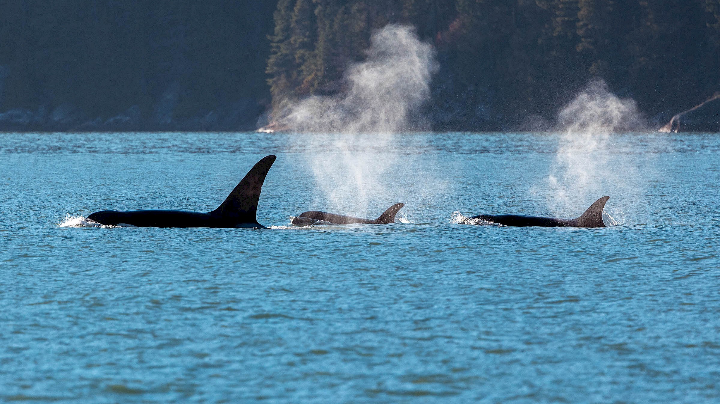 Whales in the Howe Sound