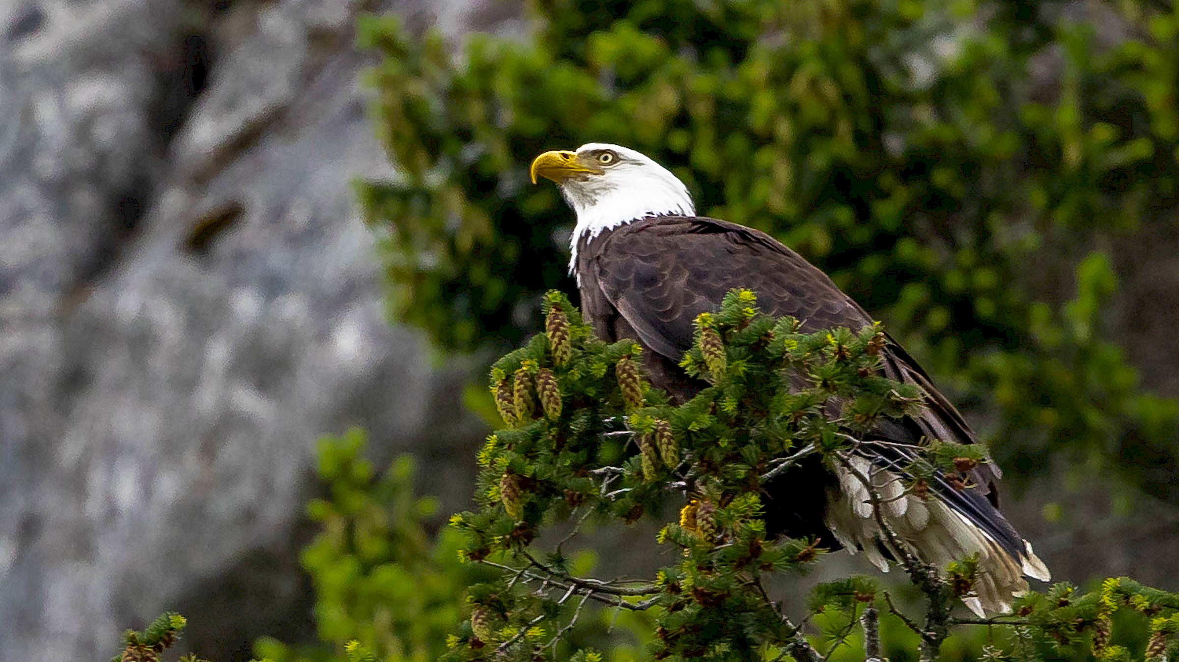 Eagle
