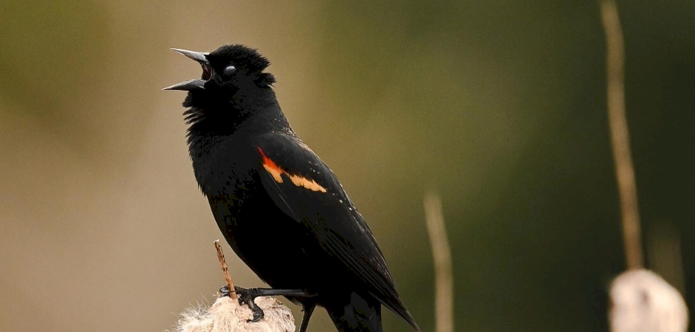 Sḵwx̱wú7mesH Squamish Bird Festival