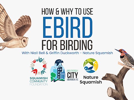 How & Why to Use eBird for Birding