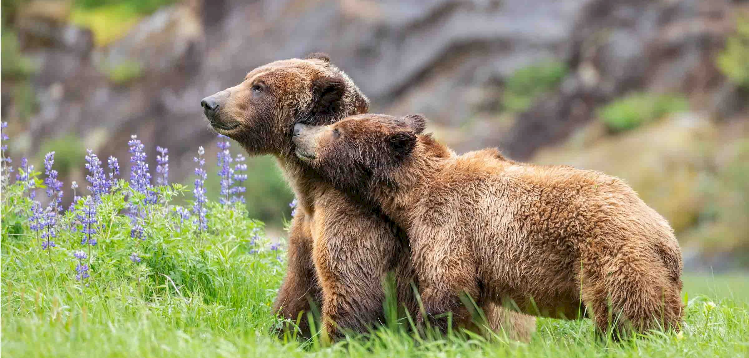 Spirit of the Great Bear  Exhibition and Book Signing with Jack Plant