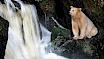 Spirit of the Great Bear  Exhibition and Book Signing with Jack Plant