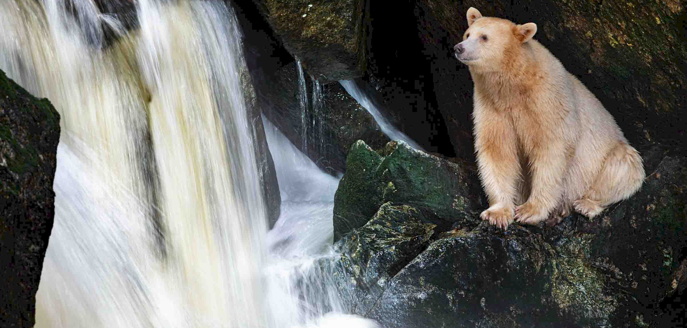 Spirit of the Great Bear  Exhibition and Book Signing with Jack Plant