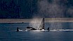 Orcas in the Howe Sound