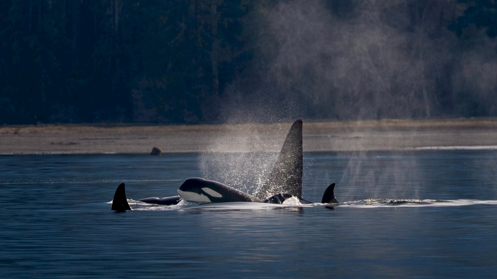 Orcas in the Howe Sound