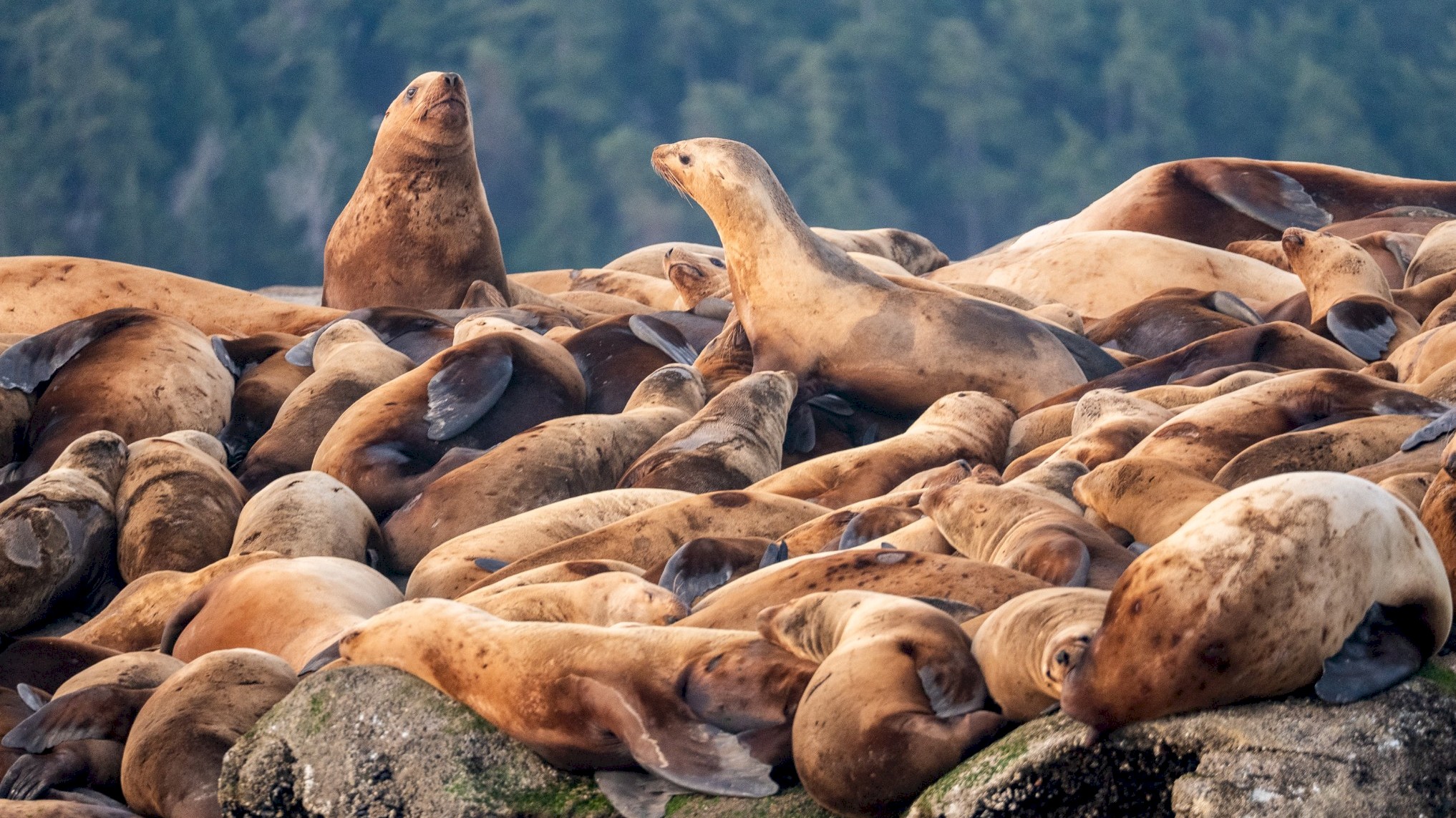 Seals