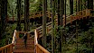 Forest Bathing