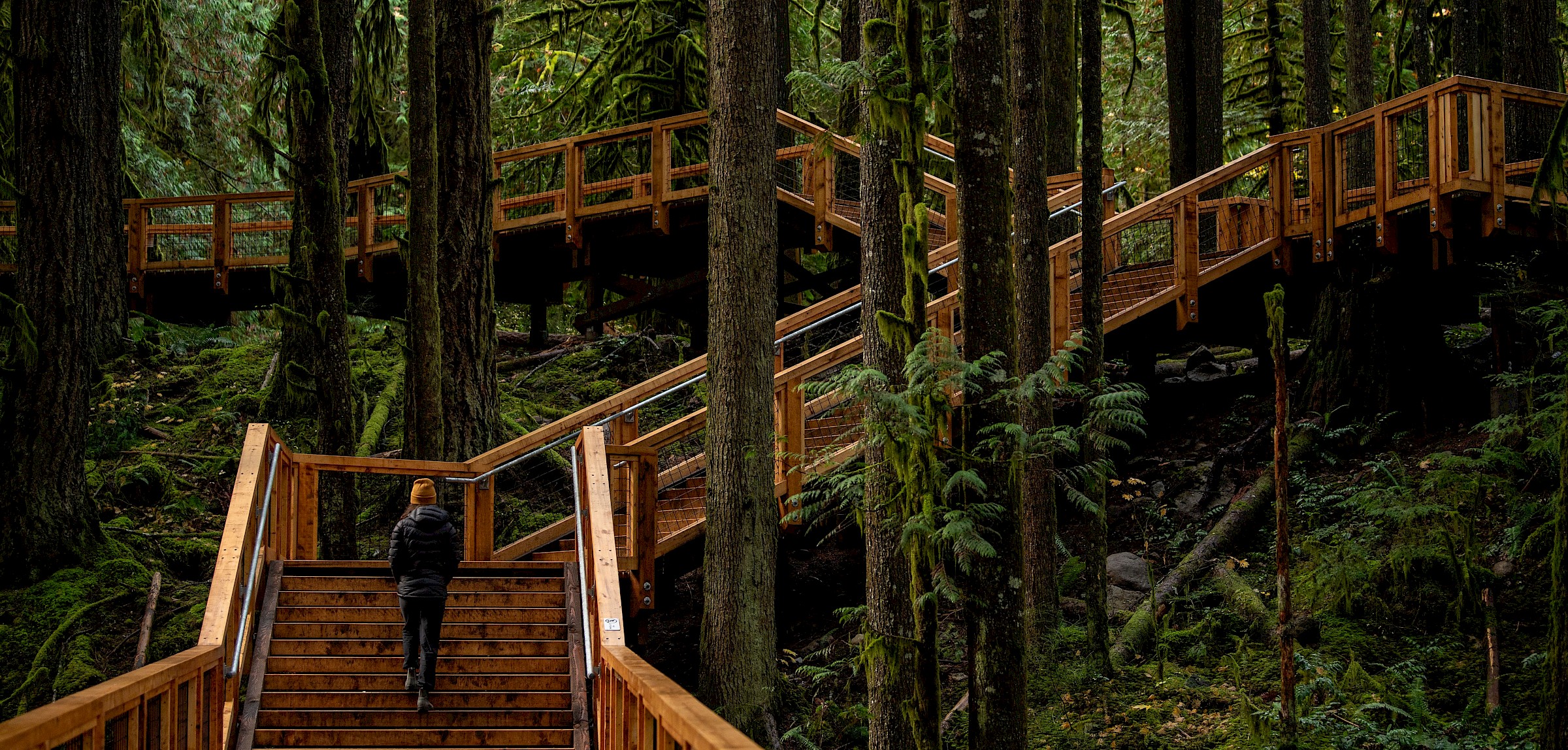 Forest Bathing