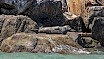 Seal on the rocks close to the water.