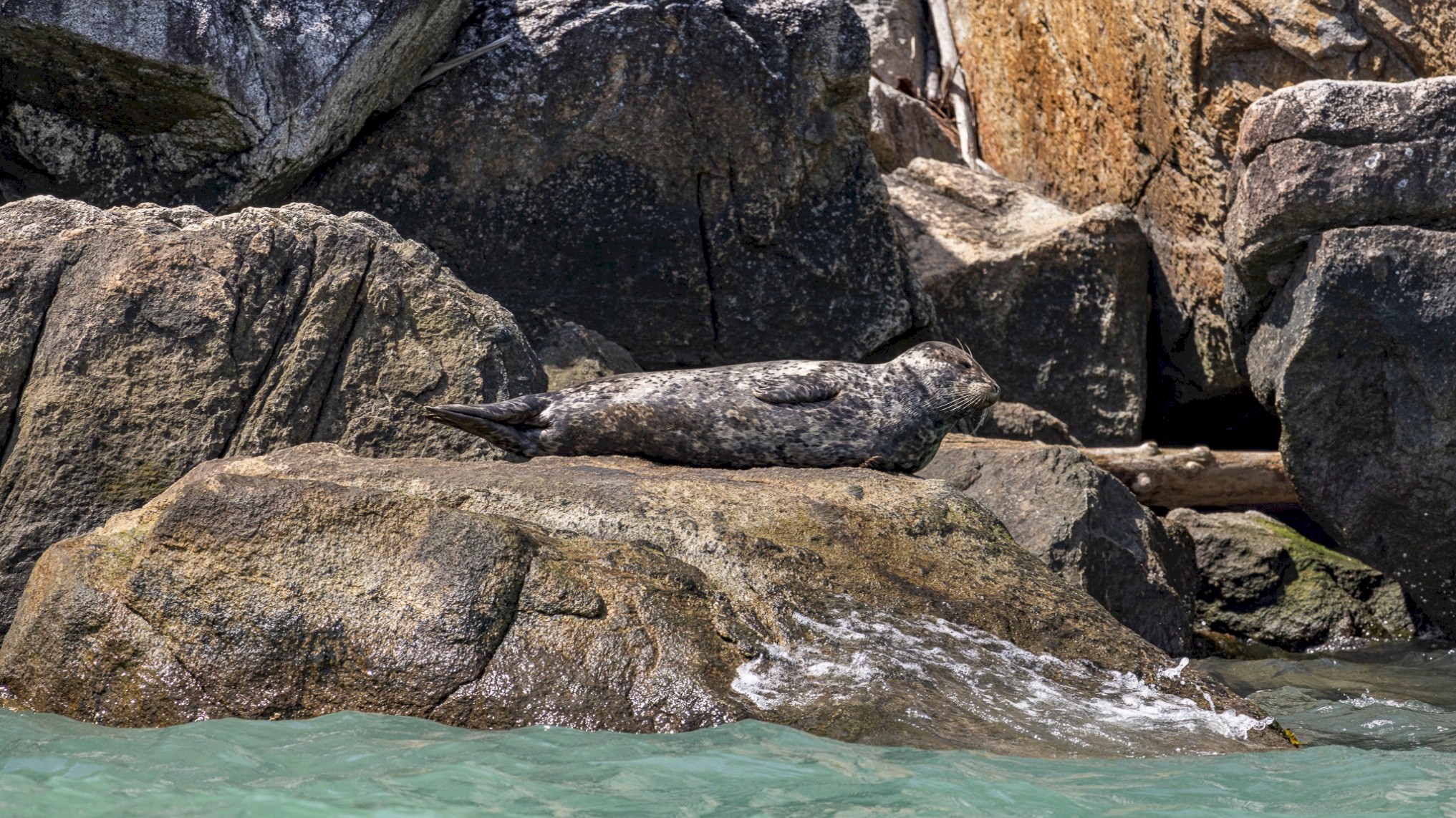 Seal on the rocks close to the water.