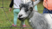 Brackendale Fall Fair - farm life