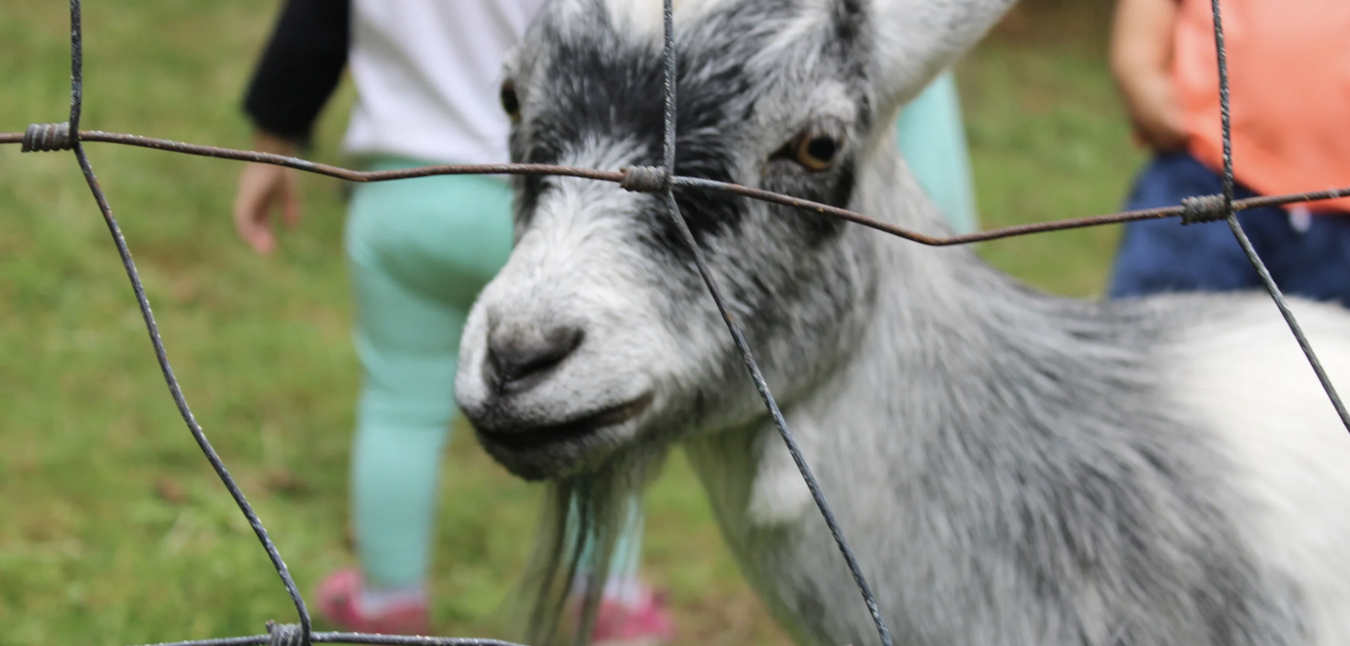 Brackendale Fall Fair - farm life